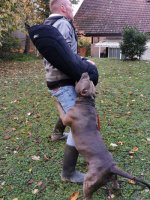 Army Dog Training Sleeve of French Linen, Sound Bite Protection_1