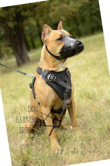 Dog Walking Harness of Strong Leather for Pitbull, Bestseller