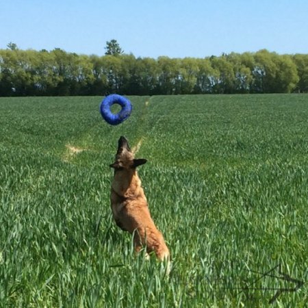 Dog Training Bite Tug Bagel of French Linen with Loop