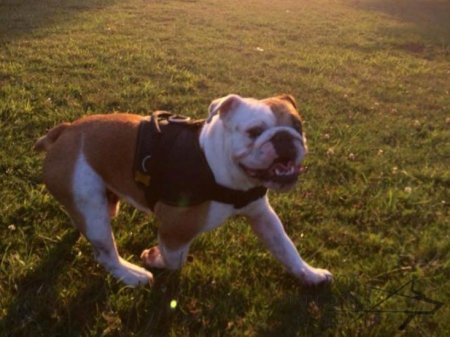 Bestseller! Old English Bulldog Harness UK Nylon Multifunctional