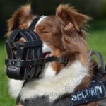 Muzzle for Australian Shepherd of Leather for Everyday Usage