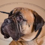 Bullmastiff ID Name Tag Leather Collar, UK