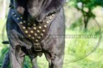 Leather Harness Studded for Mastino Neapolitano