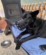 German Shepherd Muzzle Leather Super Ventilated for Daily Use_2