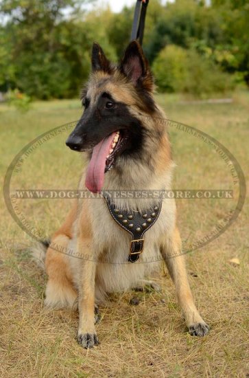 Belgian Tervuren Dog Harness of Royal Design and Premium Quality