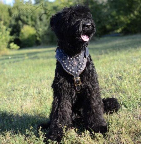 Black Russian Terrier Royal Leather Harness with Studded Chest