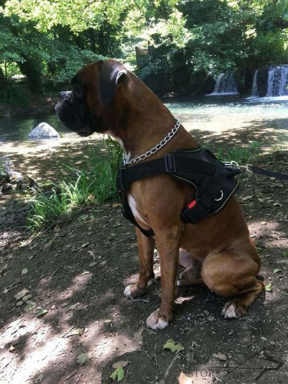Boxer Dog Chest Harness Nylon with Handle for Multipurpose Use - Click Image to Close