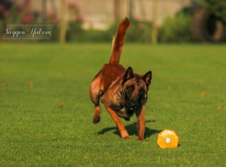 Wooden Dumbbell for Dogs with Yellow Weight Plates