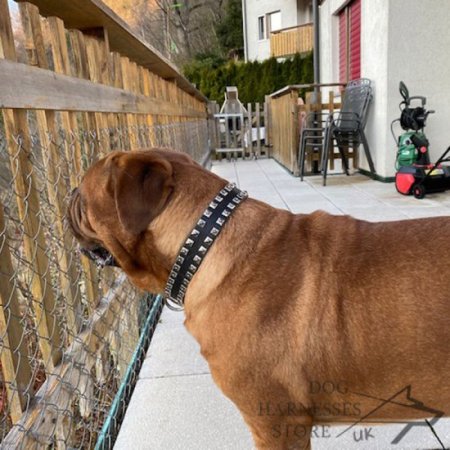 Leather Dog Collar with Square Nickel Studs, Caterpillar Design