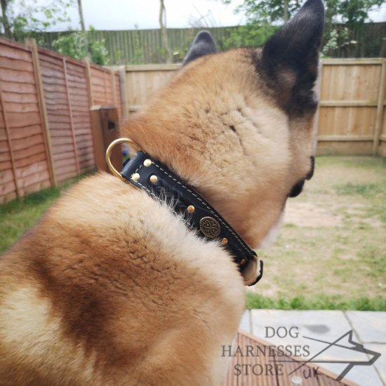 Akita Dog Collar of Royal Design for Walks in Style