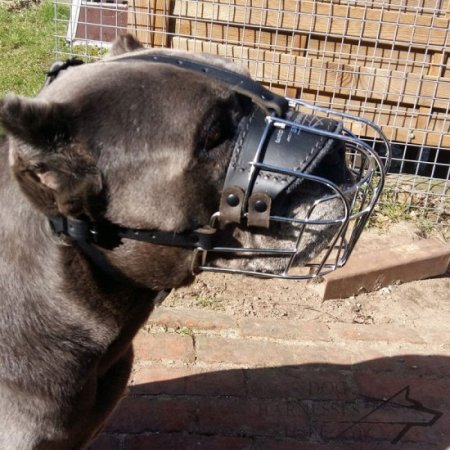 Cane Corso Muzzle Wire Perfectly Ventilated for Everyday Use