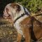 Rolled Leather Dog Collar in Original Design for British Bulldog