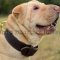 Shar-Pei Collar of Two-Ply Leather for Safe Training and Control