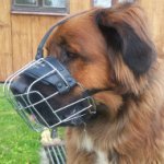 German Bear Dog Muzzle of Chrome-plated Wire, Adjustable Straps