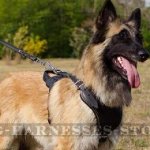 Belgian Tervuren Dog Harness for Work, Attack Training, Walks