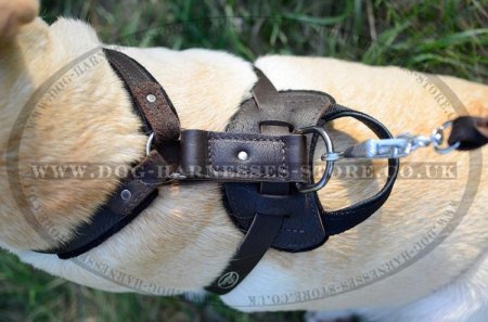 Brown Leather Harness for Dogs, Training and Walking Bestseller!