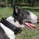 English Bull Terrier Collar, Two-Ply Wide Leather and Braids