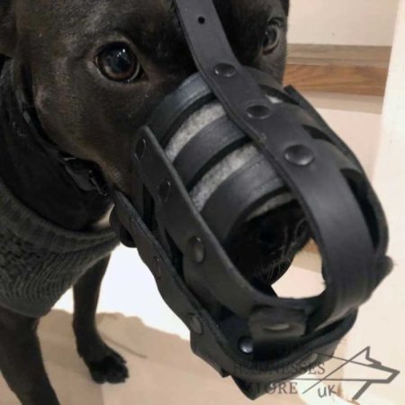 Leather Dog Muzzle for Every Breed, Best for Everyday Use