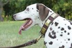 Dalmatian Leash for Reliable Handling and Walking in Style
