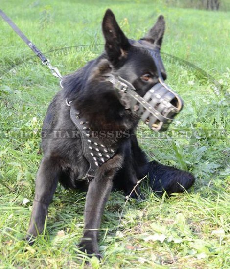 Spiked Dog Harness for German Shepherd, GSD UK - Click Image to Close