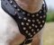Studded Dog Harness Leather with Padded Chest for Bull Terrier