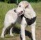 Nylon Dog Harness for Golden Retriever Training and Sport