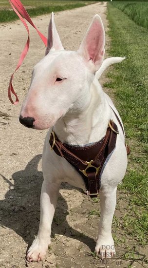Leather Chest Harness for Bull Terrier, Functional, Soft Padded