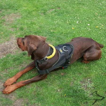 Training Harness for Doberman, K9 Chest Plate