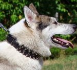 Spiked and Studded Dog Collar for Husky Walks