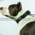 Leather Amstaff Collar with Large Ancient Style Nickel Plates