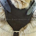 Padded Leather Working Dog Harness for Alaskan Malamute