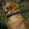 Shar-Pei Collar Braided Leather Choker for Obedience Training