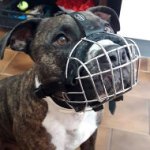 Wire Basket Dog Muzzle for Pitbull Daily Activities, Bestseller!
