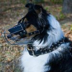 Royal Double-Ply Leather Dog Collar with Spiked Decor for Collie