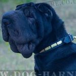 Dog Collar for Shar-Pei Walking, Narrow Leather and Brass Plates