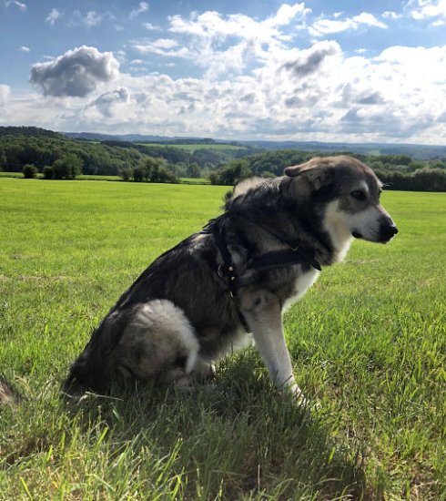 Dog Harness for Australian Shepherd Active Lifestyle