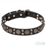 Dog Walking Collar Leather with Round Brass Plates and Studs