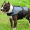Dog Harness Vest for Staffy, Soft Padded for Warming and Support