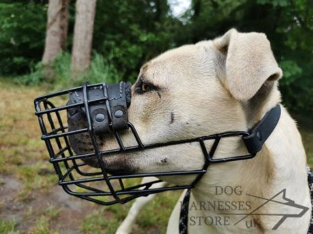 Amstaff Pitbull Mix Dog Muzzle of Rubber Covered Steel Wire
