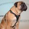 Bullmastiff Walking Harness for Tracking UK