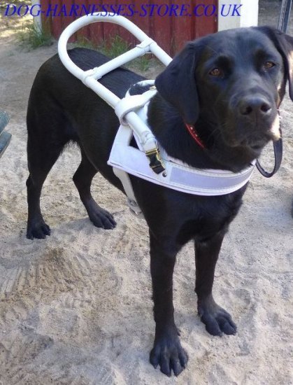 Guide Dog Harness White Leather with Handle-Frame for Labrador