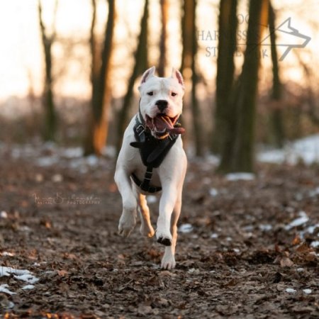 Argentinian Mastiff Harness of Natural Leather, Extremely Strong