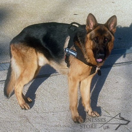 Dog Harness Moisture-Resistant, Lightweight K9 of Strong Nylon