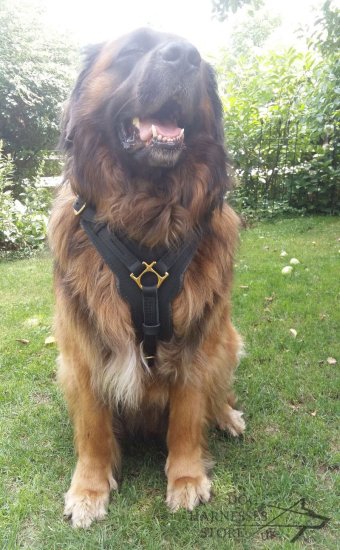 Leonberger Dog Harness of Leather for Secure Control