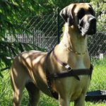 Dog Pulling Harness of Leather for Alano Espanol