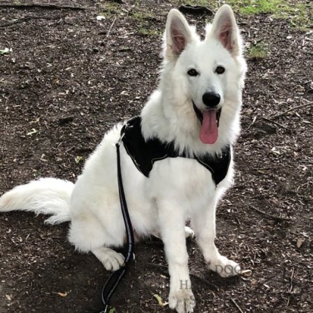 White Swiss Shepherd Harness of Durable Nylon with Handle