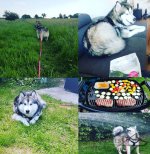 Bestseller! Nylon Dog Harness for Alaskan Malamute_5