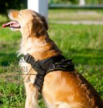 Bestseller! Dog Walking Harness UK of Nylon for Labrador