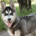 Harness for Husky Puppy Walking of Leather with Spiked Chest