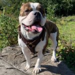 Leather Dog Harness for American Bulldog Walking and Tracking